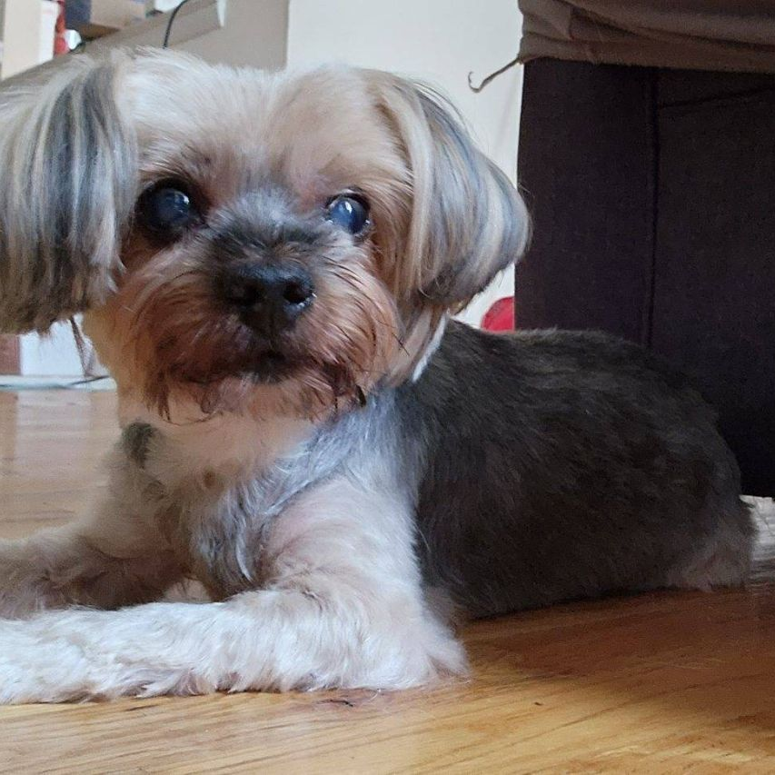 Gizmo