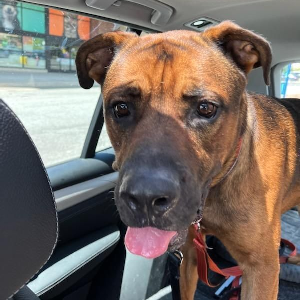 Kobe, an adoptable rescue dog