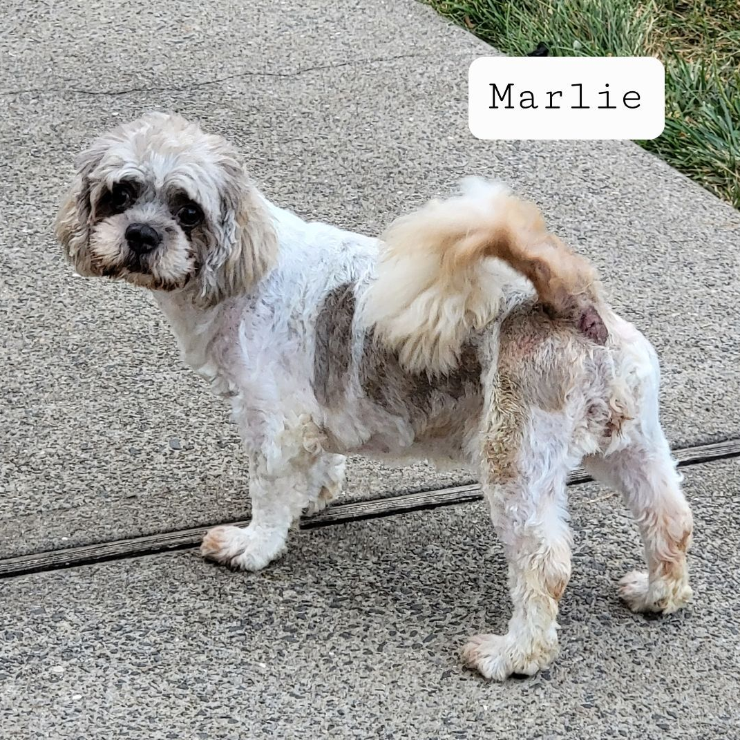 Marlie